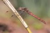 IMG_0474 Sympetrum nigrifemur female